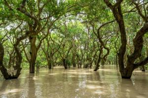 Підвищення рівня моря може повністю знищити мангрові ліси до кінця сторіччя