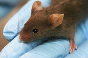Ученым удалось вырастить человеческие уши на спинах у мышей