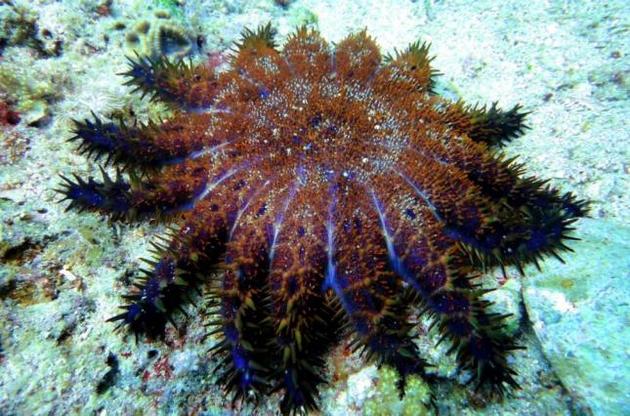 Ядовитыми морскими звездами могут питаться 18 видов рыб
