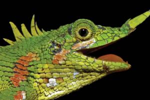 Біологи виявили ящірок, яких не бачили більше 100 років