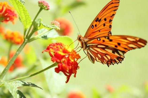 Ученые заметили на крыльях бабочек защиту от сильных ливней