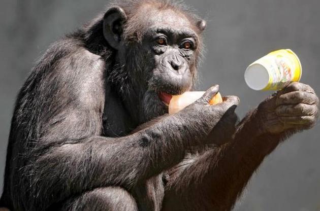 Вчені знайшли кістку в серці літніх шимпанзе