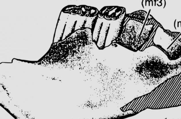 Вік знайдених зубів оцінюється в 74 мільйони років