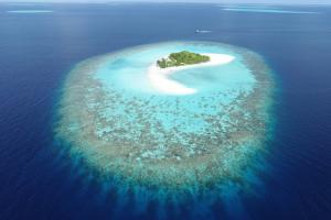 Коралові острови можуть вирости у відповідь на підвищення рівня моря