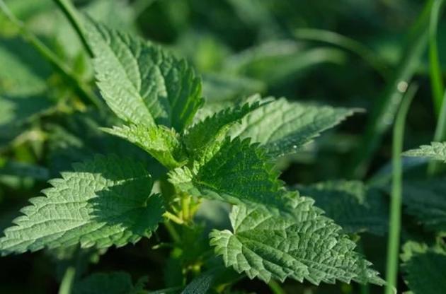 Вчені розповіли, чому волоски кропиви викликають печіння