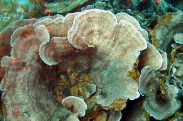 Швидкість росту глибоководних коралів виявилася вищою, ніж вважали вчені