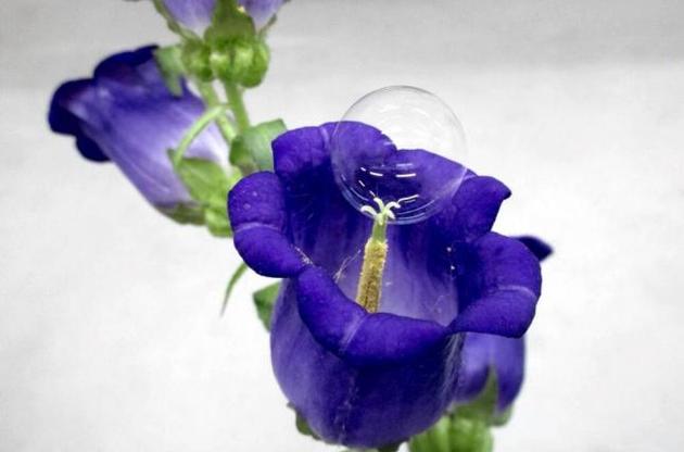 Мильні бульбашки допоможуть запилювати рослини