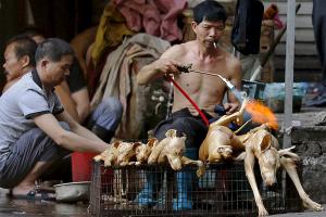 У Китаї відкривається ежигодный фестиваль м'яса собак, активісти сподіваються, що в останній раз
