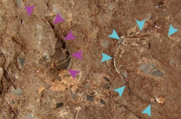 За оцінками вчених, яйце важило всього 10 грамів