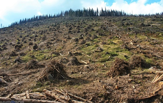 Паводки на Прикарпатті: прокуратура вважає причиною вирубку лісу 