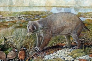 В Австралии найдены останки гигантского родственника вомбата