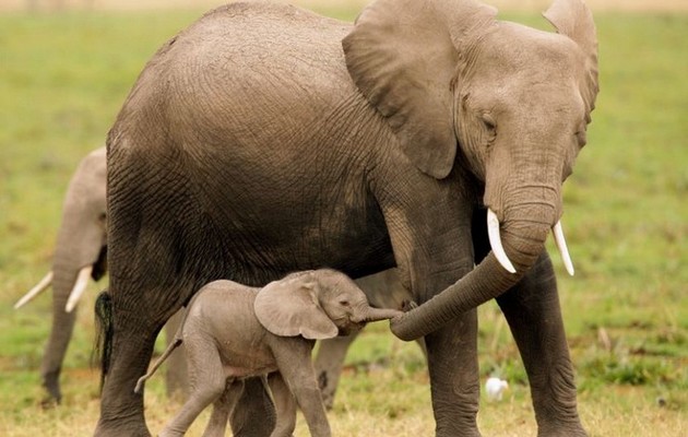 В Африці з незрозумілої причини загинули сотні слонів 