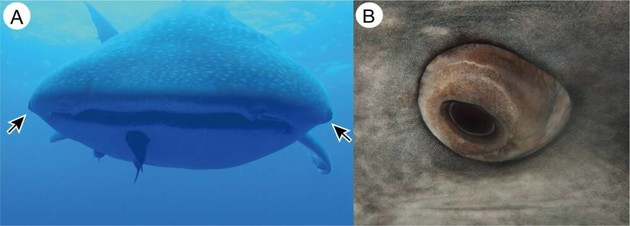 Навколо очей китової акули знайшли крихітні зуби 