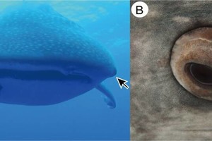 Навколо очей китової акули знайшли крихітні зуби 