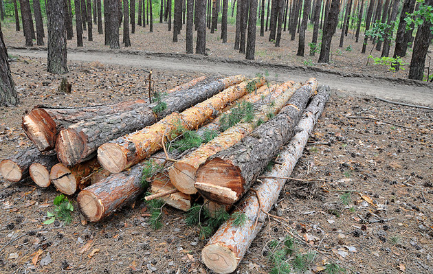 Шмыгаль убежден, что лесов в Украине посадили больше, чем уничтожили 