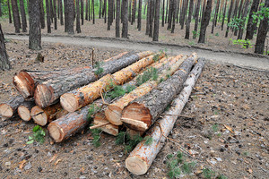 Шмигаль переконаний, що лісів в Україні посадили більше, ніж знищили