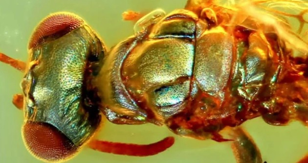 У бурштині знайшли скам'янілості комахи, які зберегли колір 