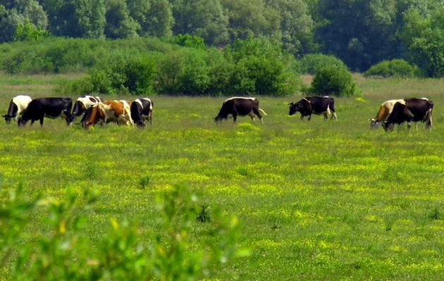Животные действительно чувствуют приближение землетрясения