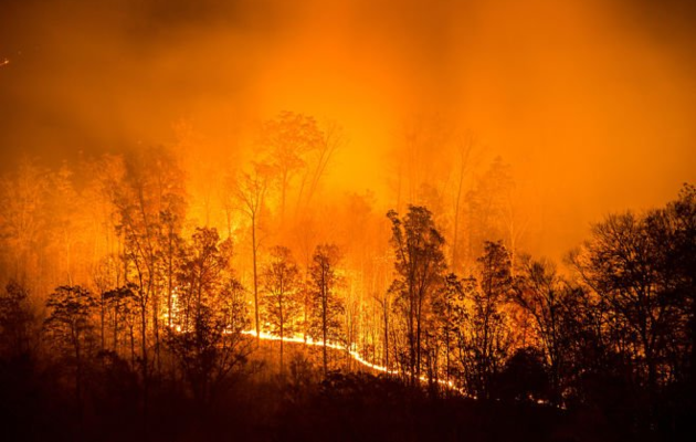 Лісові пожежі охопили 3 млн га території Сибіру. Гасити їх знову не збираються 