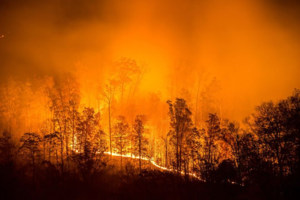 Лесные пожары в Сибири охватили 3 млн га территории. Тушить их снова не собираются