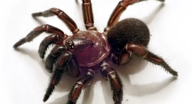 Павуки закривають свої нори за допомогою "дверей"