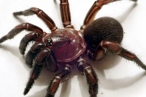 Знайдено павуків, які будують «двері» в свої нори 