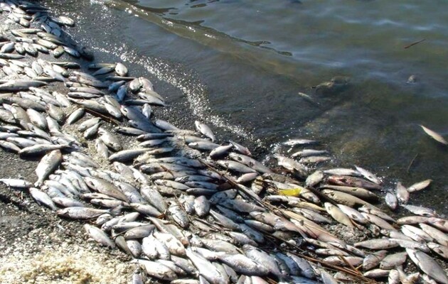 Масовий мор риби в Миколаївській області: на береговій смузі виявили 50 тисяч загиблих особин 