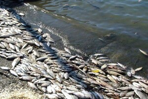 Масовий мор риби в Миколаївській області: на береговій смузі виявили 50 тисяч загиблих особин 