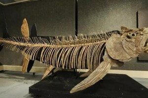 Палеонтологи нашли останки шестиметровой рыбы возрастом 70 миллионов лет