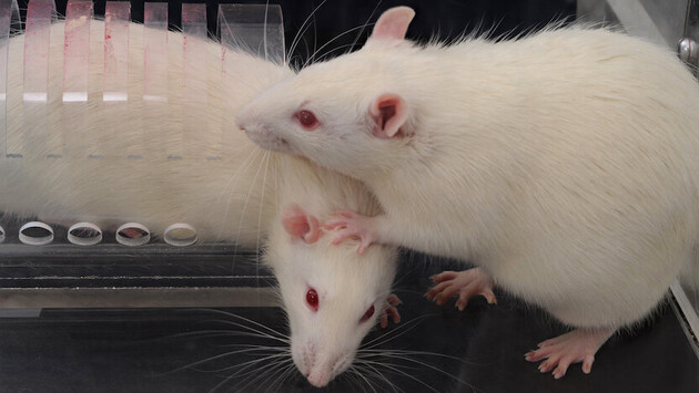 Ученые заметили «эффект свидетеля» у крыс