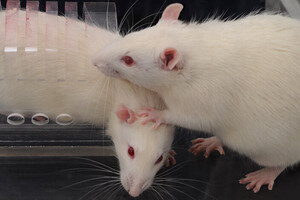 Вчені помітили «ефект свідка» у щурів 