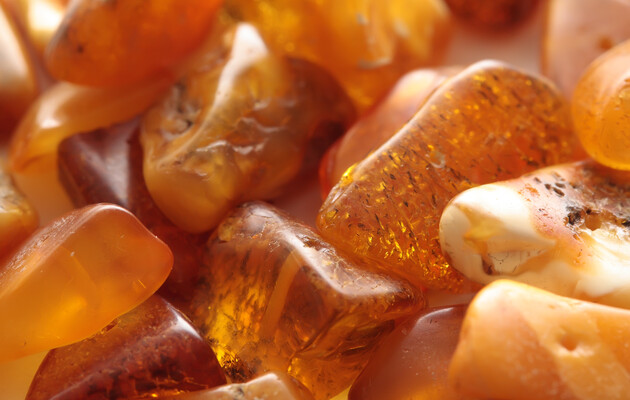 В кусочке янтаря нашли новый вид жука-скрытноеда