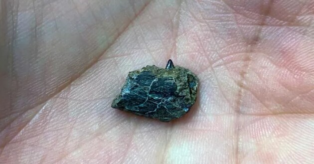  Фрагмент кістки належав дитинчаті динозавра