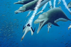 Палеонтологи нашли в США останки древнего гигантского хищного дельфина