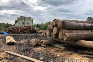Незаконная вырубка леса: в Прикарпатье провели массовые обыски 