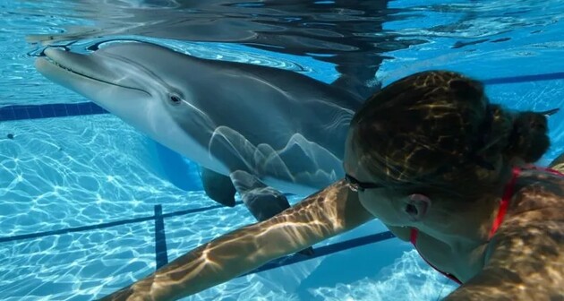 Створені роботи-дельфіни, які зможуть замінити справжніх тварин у тематичних парках