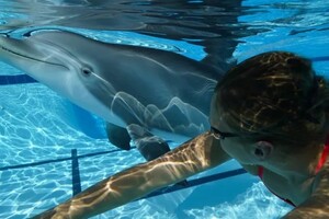 Створені роботи-дельфіни, які зможуть замінити справжніх тварин у тематичних парках