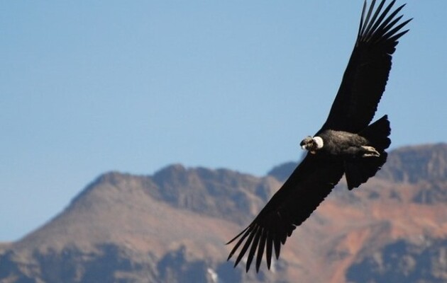 Андські кондори витрачають на помах крилами менше 1% часу польоту