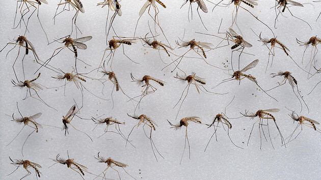 Американські генетики змінили стать комарам