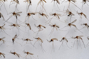 Американские генетики поменяли пол комарам