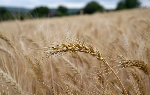 Украина с начала маркетингового года экспортировала более 700 тыс тонн зерновых