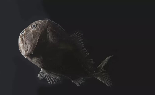 Найдены рыбы с кожей, которая поглощает 99,95% света