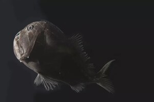 Знайдено риб зі шкірою, яка поглинає 99,95% світла