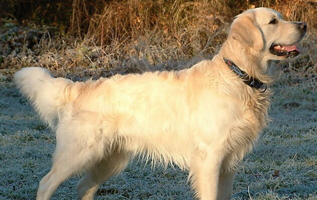 Собаки могут ориентироваться по геомагнитным линиям