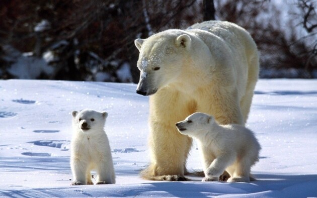 Глобальне потепління призведе до зникнення білих ведмедів до 2100 року — канадські вчені