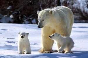 Глобальное потепление приведет к исчезновению белых медведей к 2100 году — канадские ученые