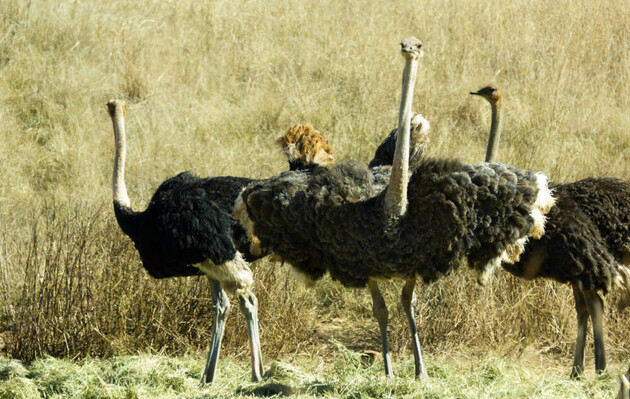 Ученые считают, что родиной современных страусов стало Западное Причерноморье