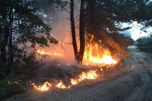 Из-за обстрела боевиков в Луганской области загорелся лес