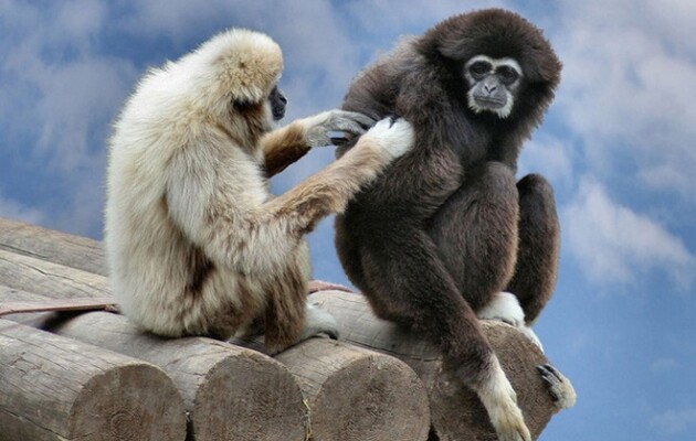 Вчені довели, що виживають не найсильніші, а найбільш товариські види