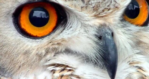 Гігантські сови мешкали на Землі 40 тисяч років тому